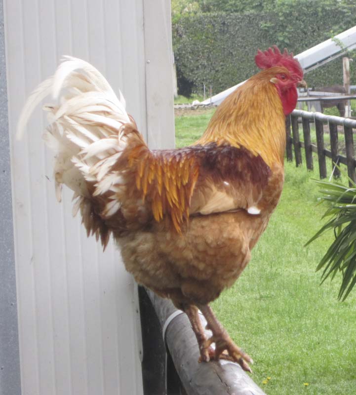 GALLO