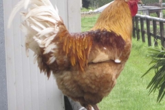 GALLO