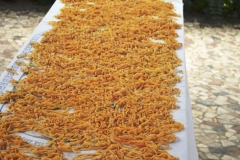 fattoria_didattica_lago_cittadella_padova_067